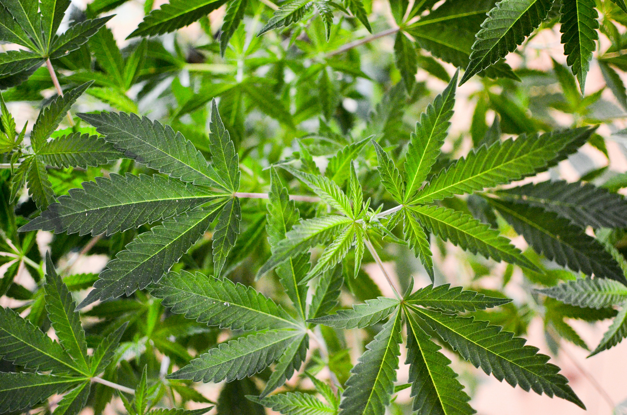 The Bill To Legalize Marijuana In Minnesota Will Be Voted On In The House Next Week, The Bill's sponsor said on 4/20!