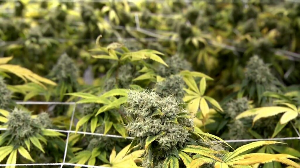 Next Week, The Texas House Will Vote On A Bill To Stop Making Marijuana A Crime And To Clear People's Records!