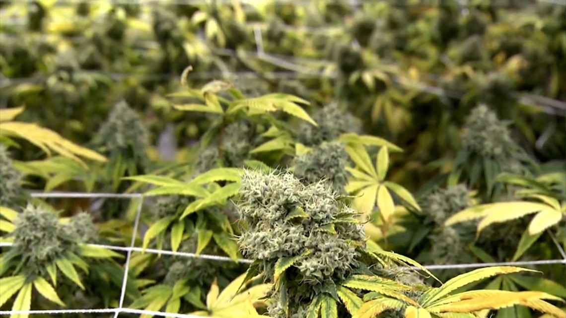 Next Week, The Texas House Will Vote On A Bill To Stop Making Marijuana A Crime And To Clear People's Records!