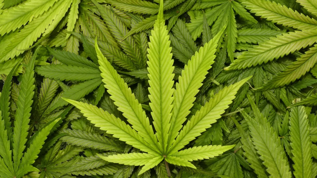 One Year After New Jersey Legalized Marijuana For Recreational Use, The Senate President Wants To Make Changes, Such As Limiting Home Grows!