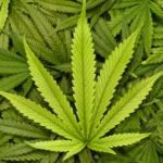 Professional Pharmacists Support Legalization of Drugs!