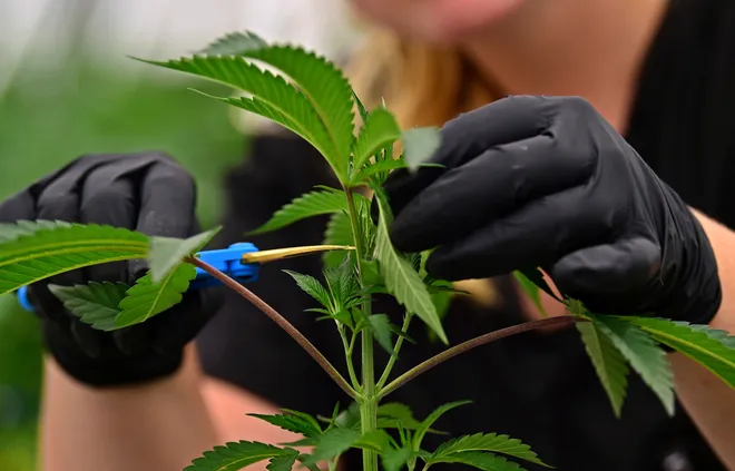 State Data Show That The Legalization Of Marijuana In Missouri Has Already Created Thousands of New Jobs!