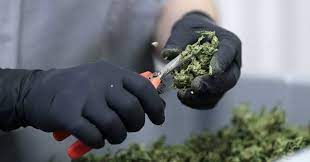 In A procedural Vote, Senate Republicans Vote Against A Bill That Would Let Veterans Research Marijuana!