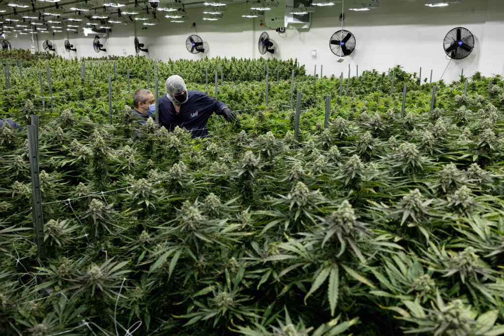 A Lawmaker From Maine Has Introduced A Bill That Would Make It Legal To Ship Marijuana Across State Lines If The Federal Government Changed Its Policy!