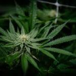 Regulators And Small Businesses Will Lay Out An Alternative Federal Legalization Plan For Marijuana As Equity Group Grows Its Partnerships!