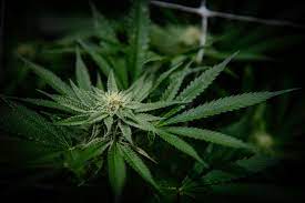Hawaii's Attorney General Now Backs Legalizing Marijuana And Says He Will Work To Get Reform Passed Next Year!