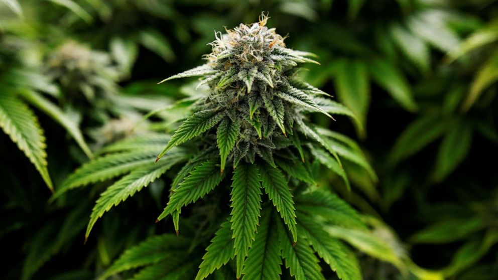 Arkansas Lawmakers Pass A Bill To Protect The Right Of People Who Use Medical Marijuana To Carry Guns!