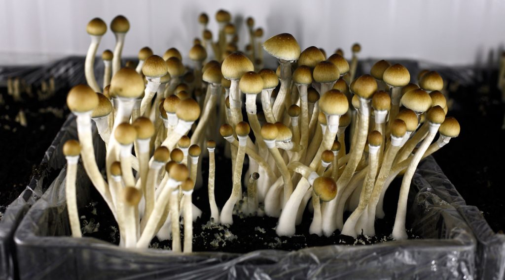 A Top Colorado Senator Has Put Forward A Bill To Regulate Psychedelics, Which Has Gotten Mixed Reactions!