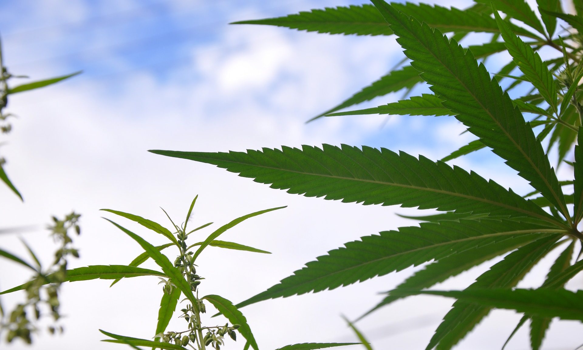 Watch Live: U.S. Senate Committee Holds Marijuana