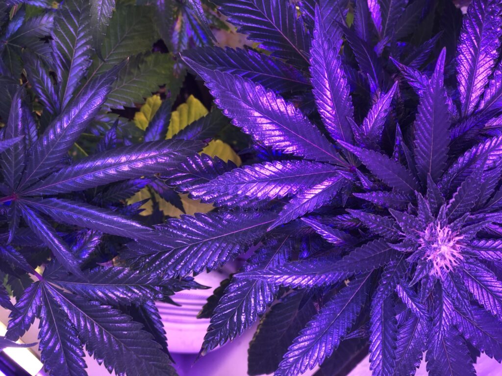 Marijuana Bills To Governor’s Desk