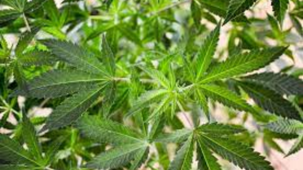 Senate Marijuana Legalization Bills That Are Being Negotiated