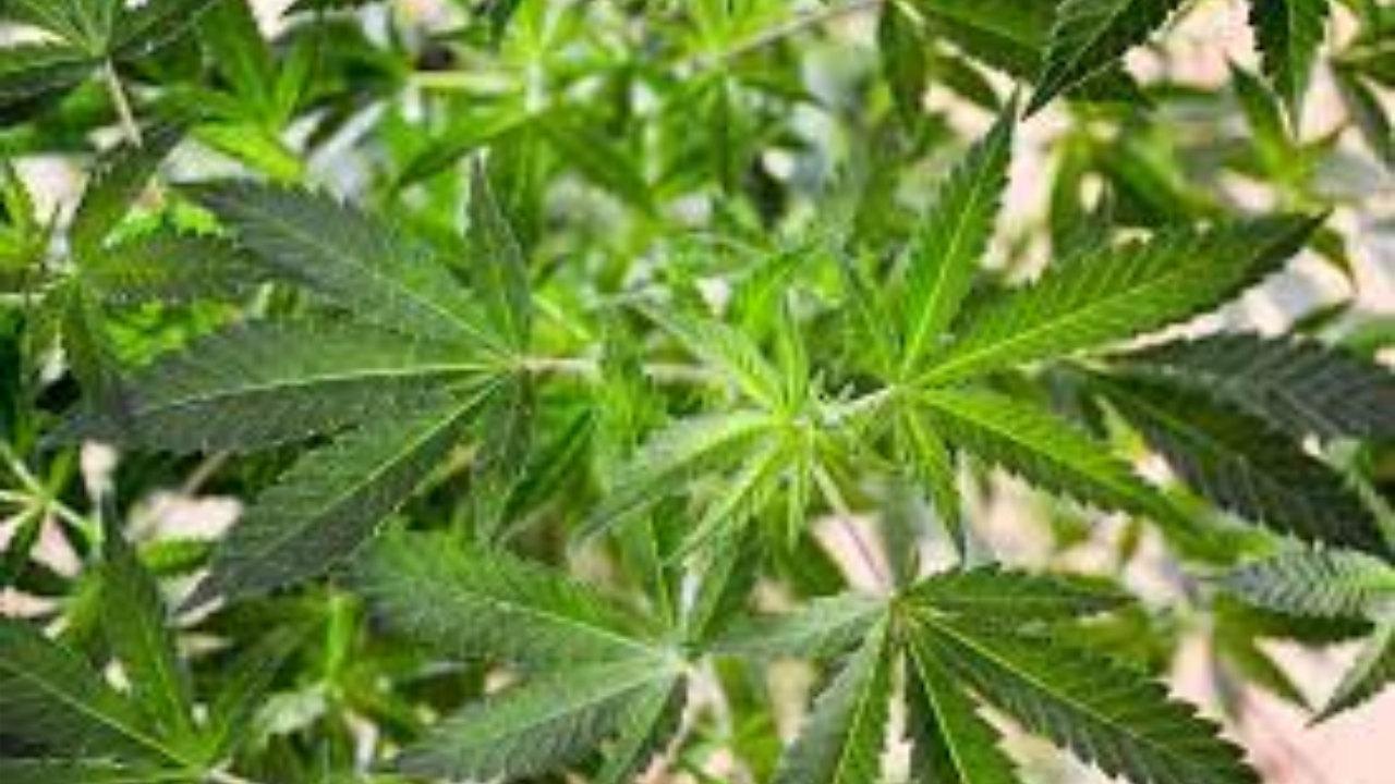 Senate Marijuana Legalization Bills That Are Being Negotiated