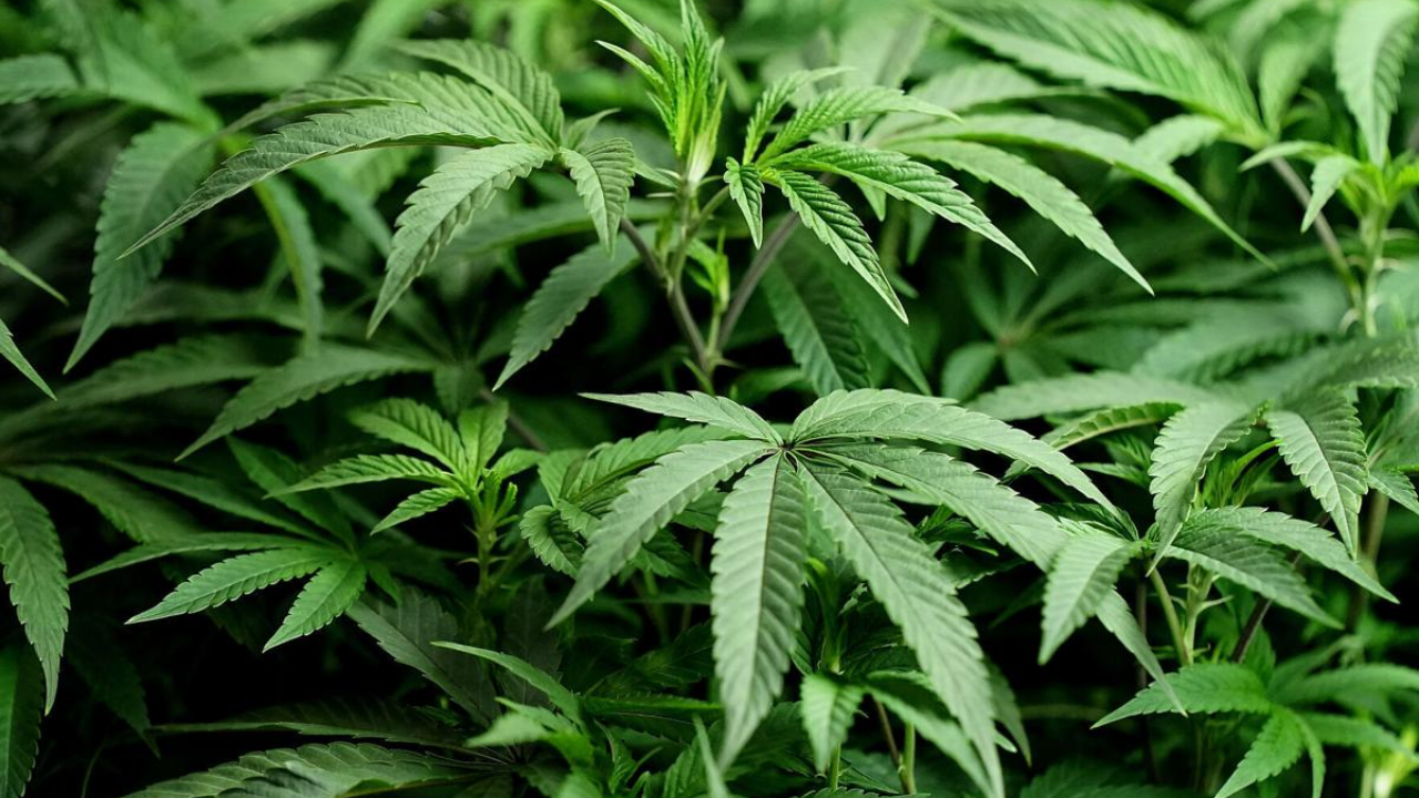 POLITICSTexas Marijuana Decriminalization Ballot Measures See Mixed Results
