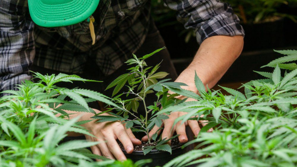 Top New Hampshire Senators Signal Marijuana