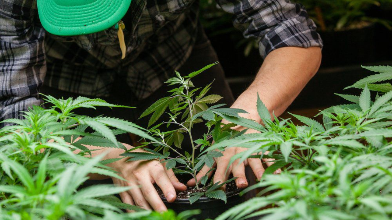 Top New Hampshire Senators Signal Marijuana