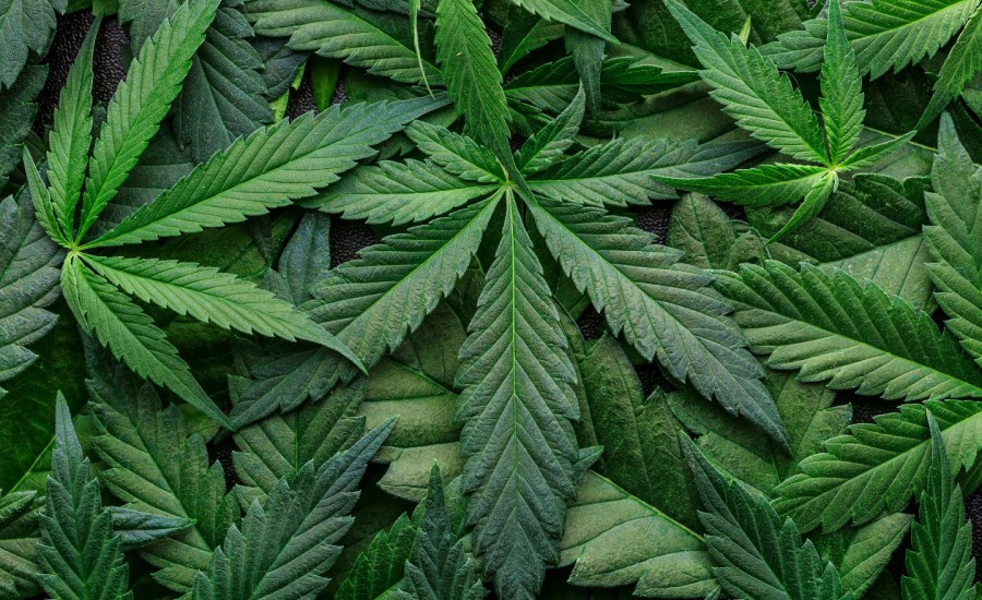 The Kentucky Senate Votes To Make Medical Marijuana Legal, And It Looks Like This Will Become Law